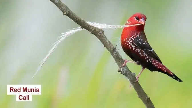 Red Munia Call Red Munia Strawberry Finch Red Avadavat Bird