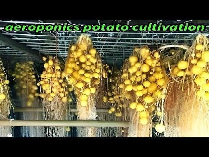 Modern Potato Agriculture Technology Aeroponics Potato Farming