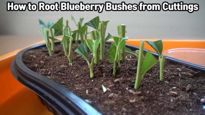 How To Root Blueberry Bushes From Cuttings