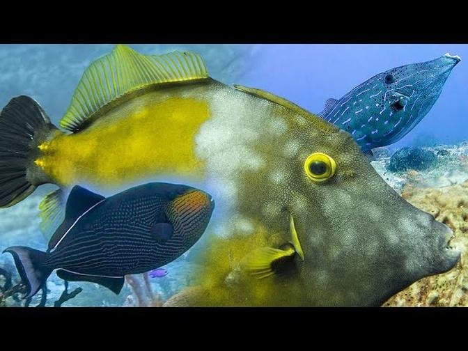 Filefish And Triggerfish Monacanthidae And Balistidae