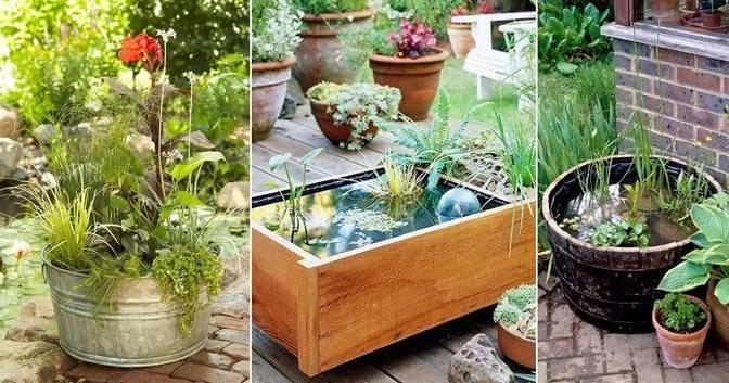 Creating A Diy Container Water Garden Easy Steps