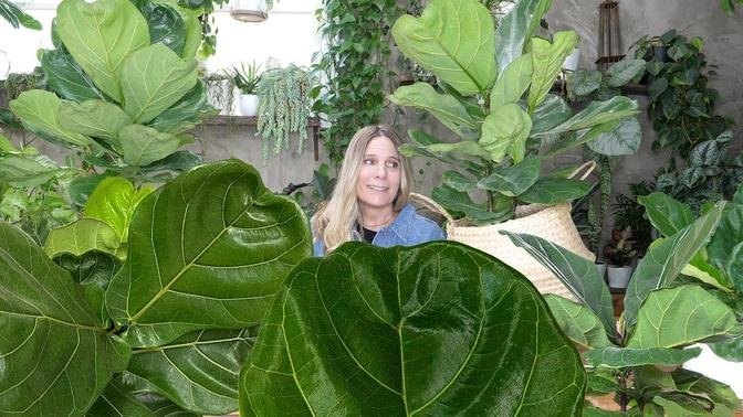  Fiddle Leaf Fig Success in 8 Steps! | The Basics of Ficus Lyrata Care
