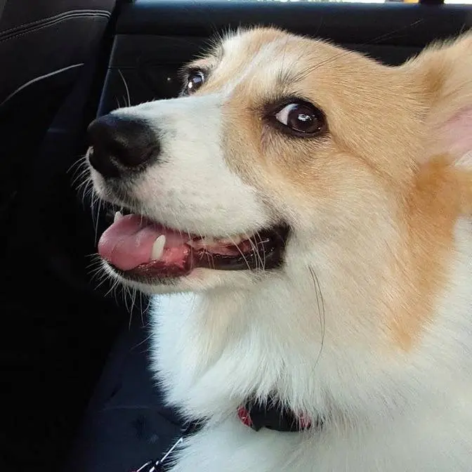 Pocky the Corgi