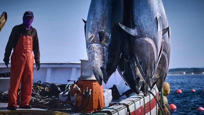 Havest Giant Bluefin tuna, Tuna Fishing Nets - Catch Hundreds Tons of Giant Tuna Fish!