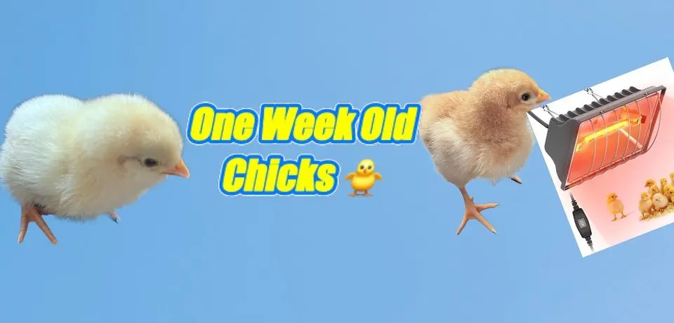 The appearance and changes of the chicks raised by 6-year-old twins George & William and their 10-year-old brother for a week