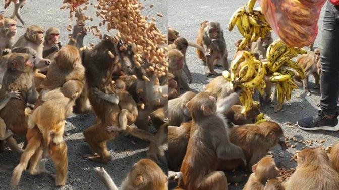 feeding 150 piece banana and 2 kilogram peanuts || feeding monkey
