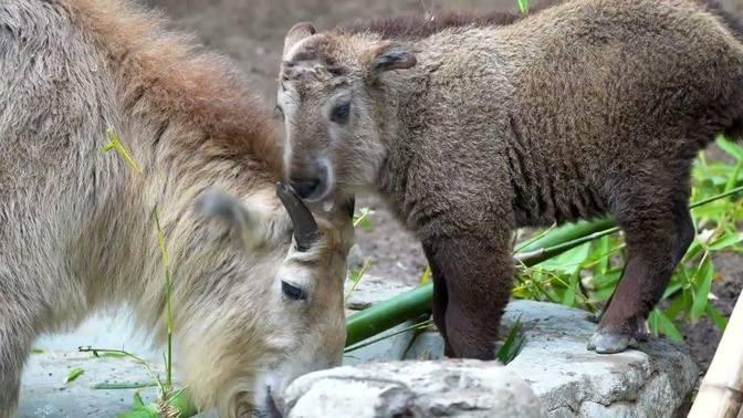 Golden Takin Gets Its Name | Videos | San Diego Zoo | Gan Jing World