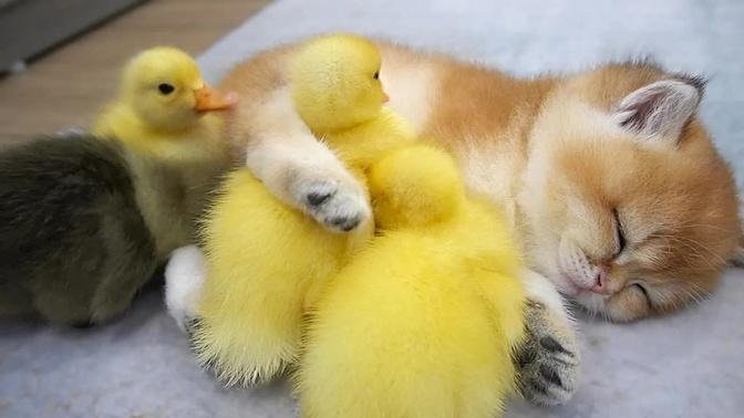 Ducklings snuggle up and sleep with baby kitten Shin 🥰