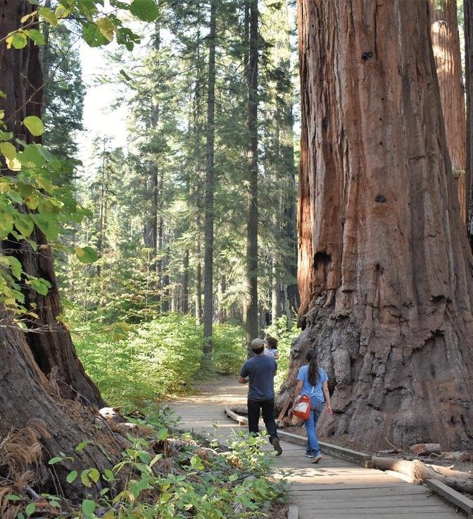 Calaveras Big Trees State Park to host state poet laureate