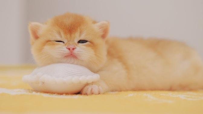 Cute Kitten Sleeps On the Pillow Like a Human