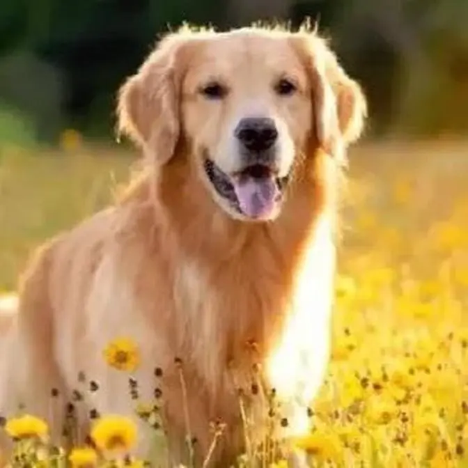 Golden Retriever Haven