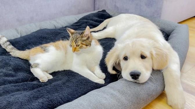 Golden Retriever Puppy Protects His Bed from a Cat