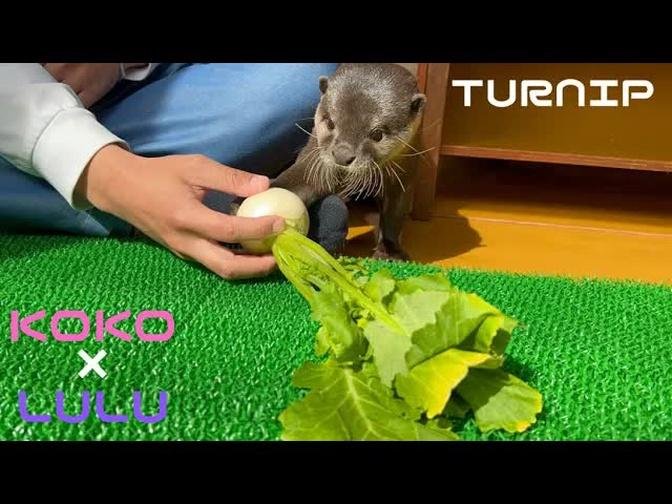 カワウソと猫にカブをプレゼントしてみた！笑I gave an otter and a cat a turnip as a gift! Lol