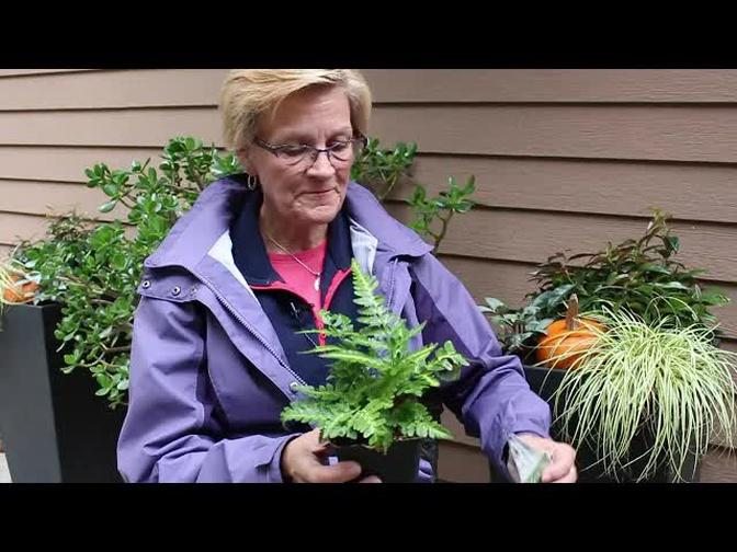 Hardy Evergreen Ferns you can plant now/Garden Style nw