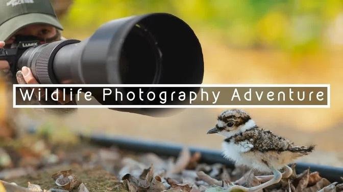 A Baby Bird's First Steps Into the World | Wildlife Photography Adventure