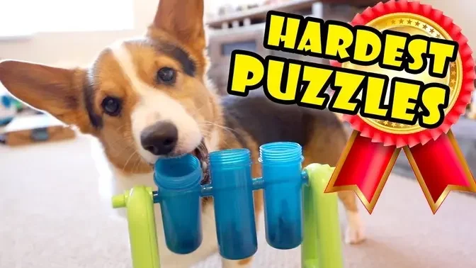 Smart CORGI Breed On HARDEST DOG PUZZLES || Extra After College