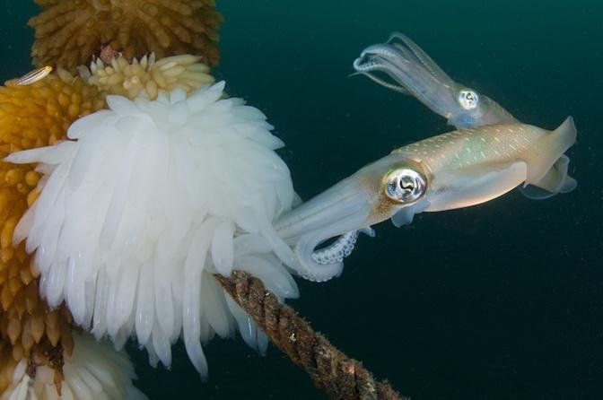 Squid Laying Eggs