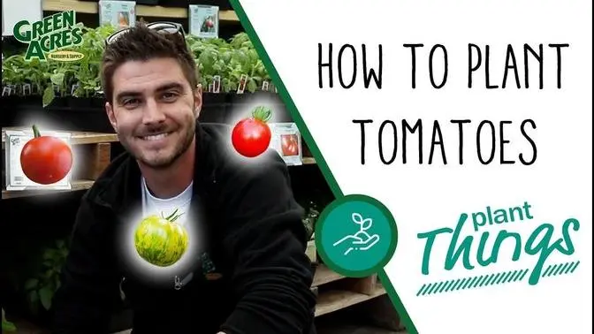 How to Plant Tomatoes🍅