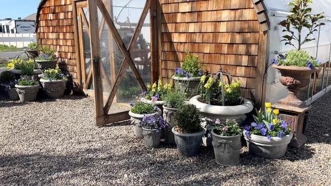 Refreshing Perennial Containers, Planting Raspyberries & the Greenhouse Pots! 💙💛💙 // Garden Answe
