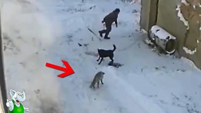 Пес Спас Хозяина от Бешеного Животного _ Случаи с Животными Снятые на ...