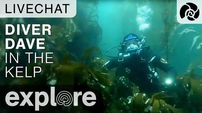 Diver Dave in the Kelp - Anacapa Underwater Live Chat