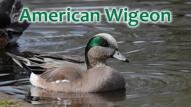 American Wigeon (Mareca americana)