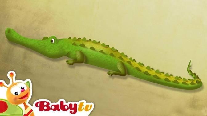 Crocodile | Riddle Games With Animals | BabyTV | Videos | BabyTV | Gan ...