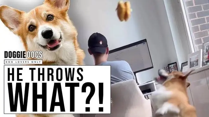 Cute Corgi Hilarious Attempts To Distract Owners While Working.