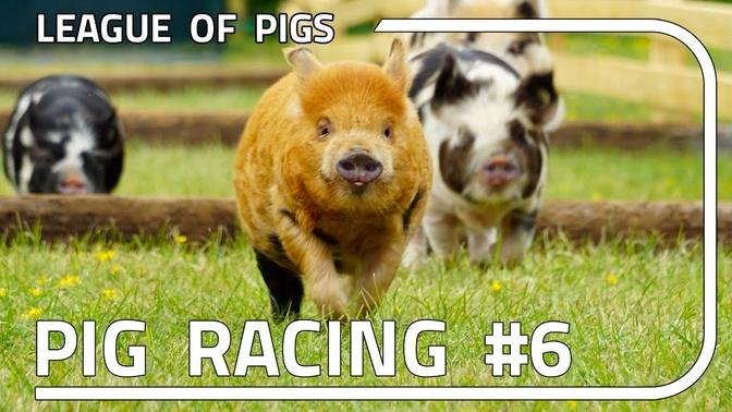 League of Pigs - Season 2 - Round 2!