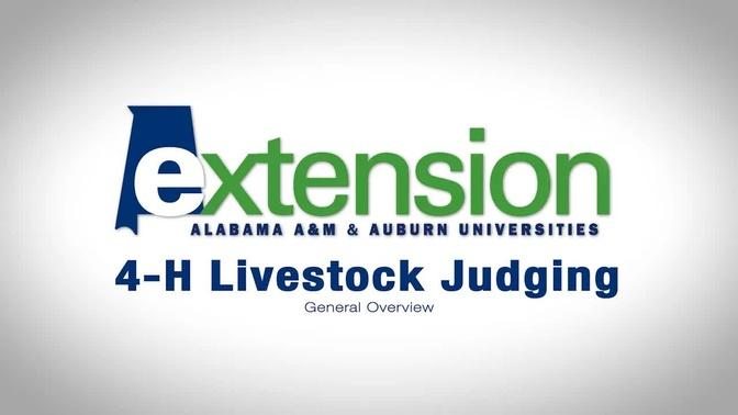 4-H Livestock Judging:  General Overview
