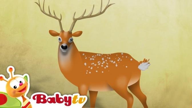 Deer | Riddle Games With Animals | BabyTV