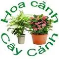 Hoa Cảnh