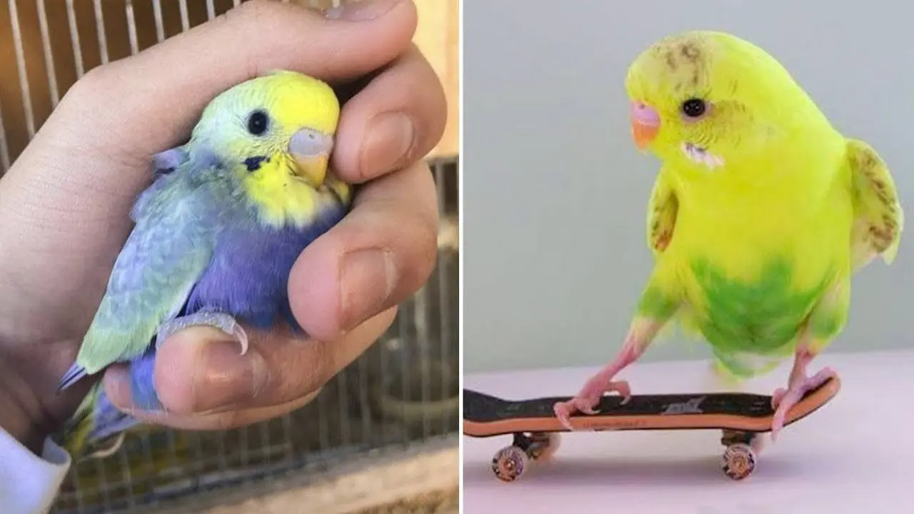 Smart And Funny Parrots Parrot Talking Videos