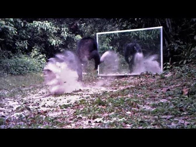 Wild chimpanzees do tap-dancing or intimidation dance, in front of huge mirrors set up in the jungle