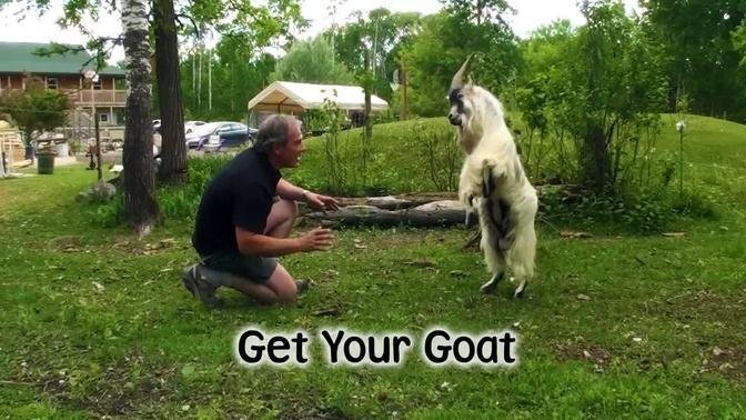 Get your Goat