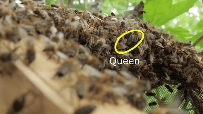 Bee hunting | Swarm of Bees | Bee trap | Beekeeping | No talking