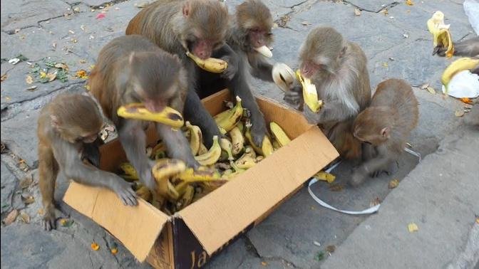feeding banana to the wild monkey || monkey love || animal love