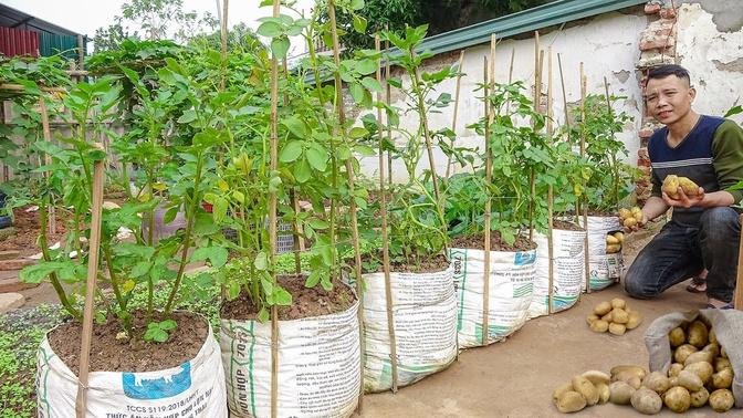 Tips for growing potatoes in bag is very easy, tubers are many and beautiful
