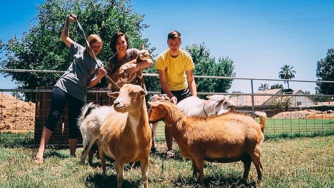 Babies GALORE! (planning our goat breeding schedule!)