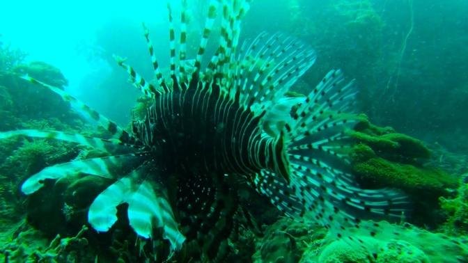 Underwater view of fish life | Relax music