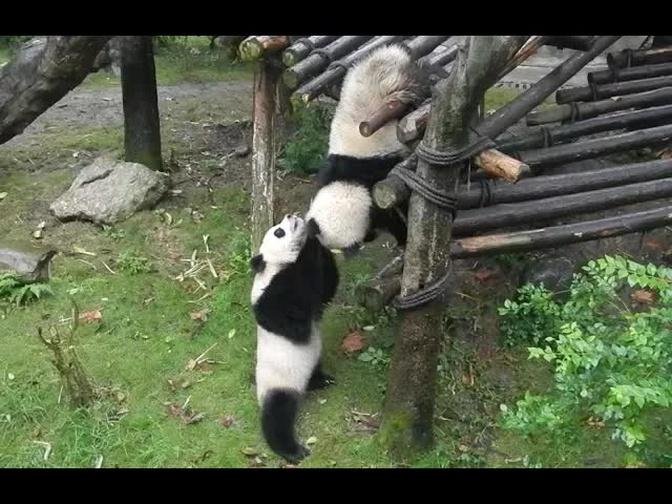 Wrestling Pandas Push Each Other Off Climbing Frame!