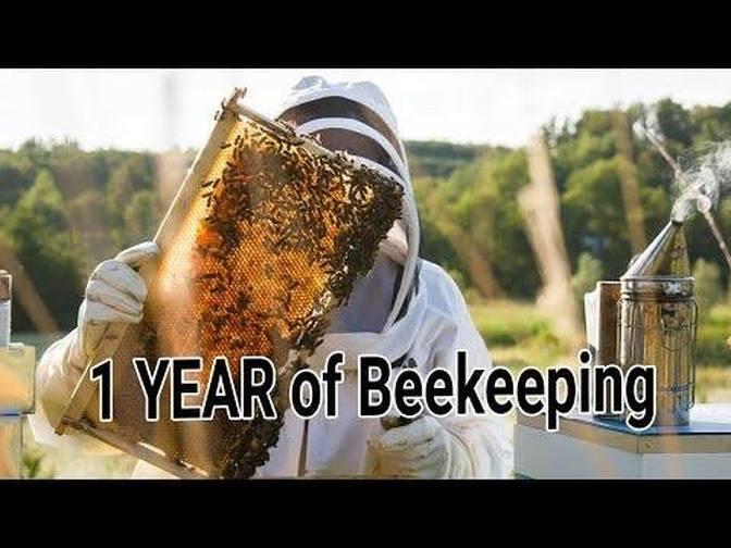 Becoming A Beekeeper - Day 1 Till Day 365 - My First Honey Harvest - 1 