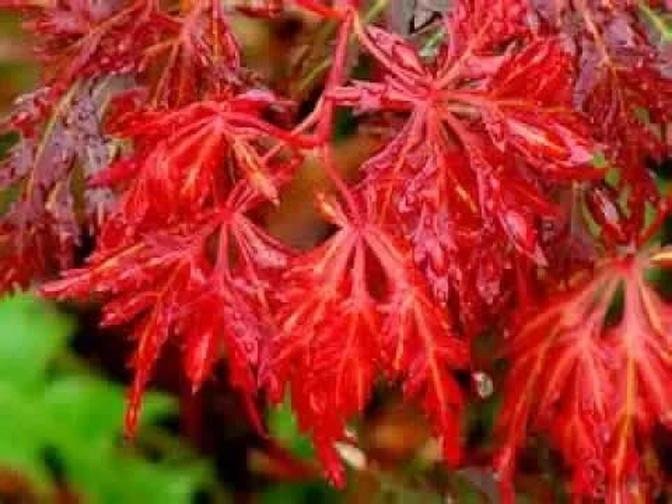 Top 5 plant picks for Fall color!/Garden Style nw
