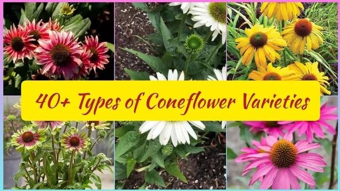 40+ Types of Coneflower Varieties | Types of Echinacea