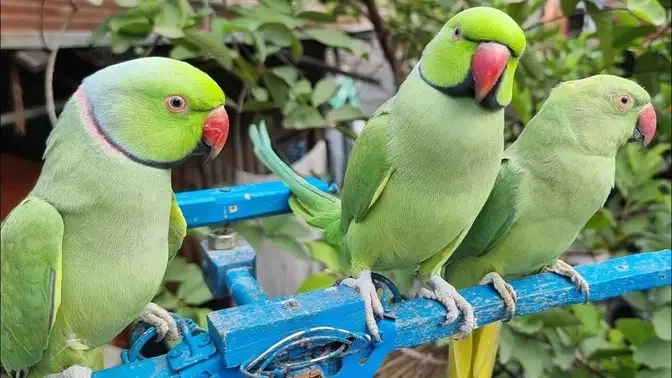 Parrot sound Mithu Mithu_Ringneck Natural Parrot Sounds _arrot Calling  Sounds#Parrot