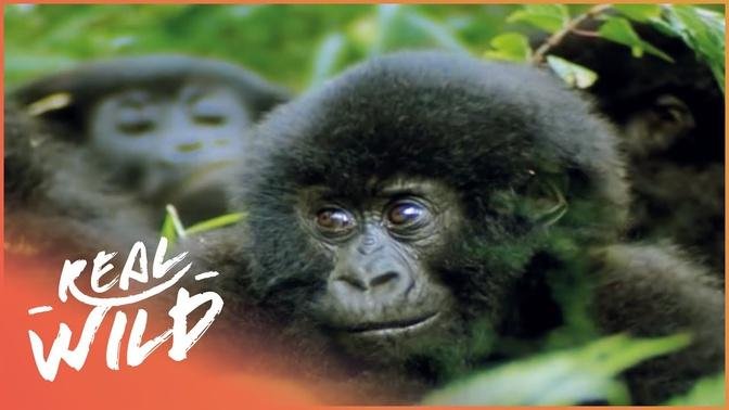 Observing The Generations Of A Gorillas Family | Mountain Gorilla: A Shattered Kingdom
