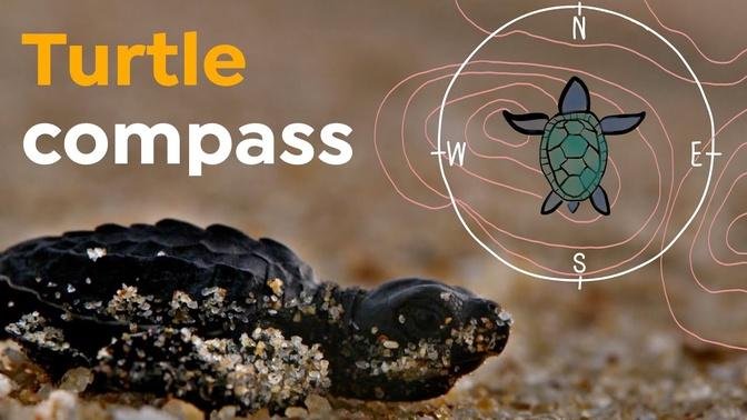 How Sea Turtles Return to Their Exact Birthplace