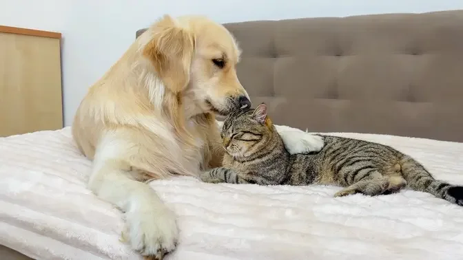 Adorable Golden Retriever Tries to Make Friends with Cat (So Funny!!)