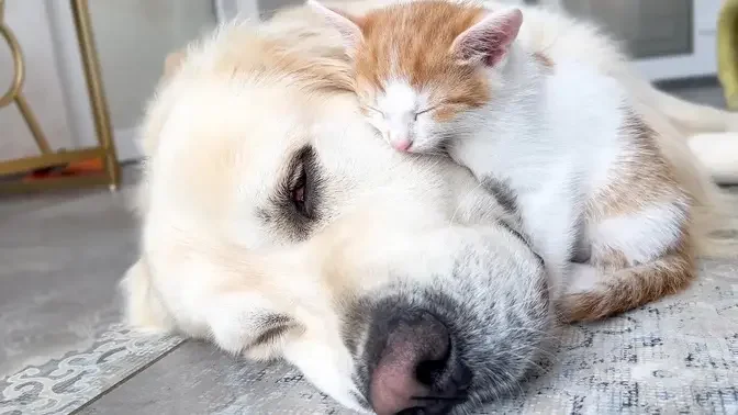 Tiny Kitten Uses a Golden Retriever as a Bed