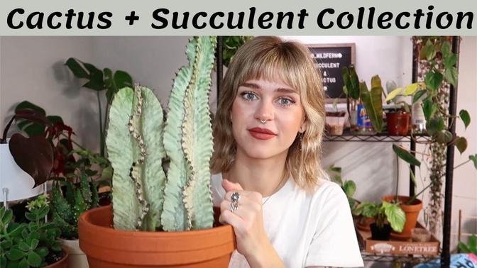 My Cactus + Succulent Collection | desert plants in the PNW 🌵